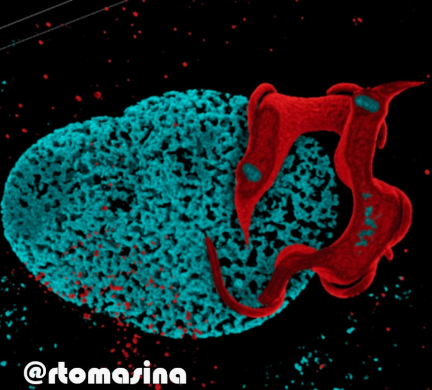 Trypanosoma cruzi and cell by expansion microscopy